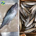 Frozen Bonito Tuna for Bait Fish